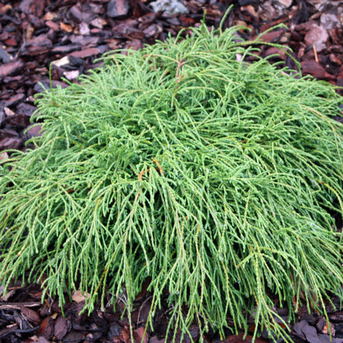 Chamaecyparis pisifera 'Filifera Nana' - Obrázek 1