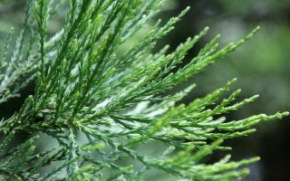 Sequoiadendron giganteum 40–50 cm