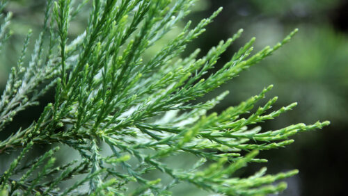Sequoiadendron giganteum 40–50 cm - Obrázek 1