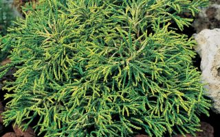 Chamaecyparis obt. 'Tsatsumi Gold' 15–20 cm