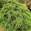 Picea abies 'Formanek' - C10L