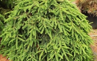 Picea abies 'Formanek'