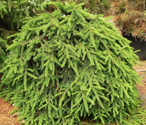 Picea abies 'Formanek' - Obrázek 1
