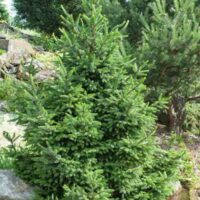 Cryptomeria japonica 'Elegans Viridis'