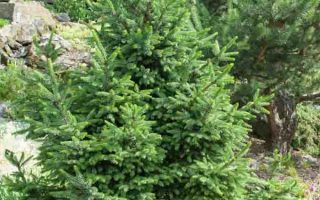 Cryptomeria japonica 'Elegans Viridis'