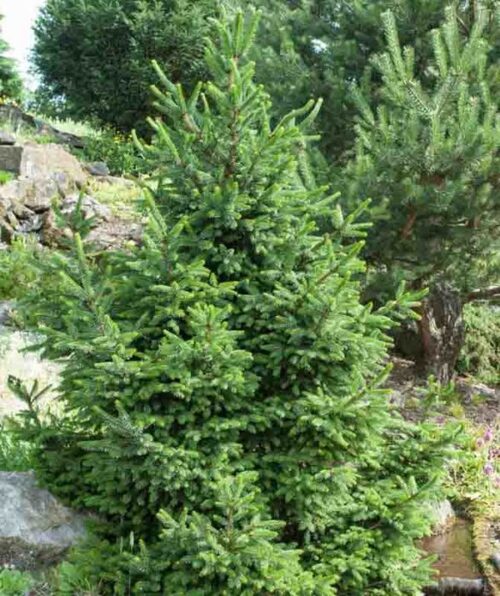 Cryptomeria japonica 'Elegans Viridis' - Obrázek 1