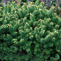 Abies balsamea 'Piccolo' 15–20 cm