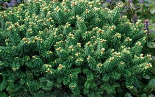 Abies balsamea 'Piccolo' 15–20 cm