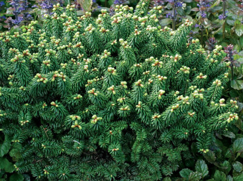 Abies balsamea 'Piccolo' 15–20 cm - Obrázek 1