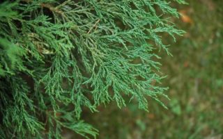 Chamaecyparis l. 'Lycopoides' 20–30 cm