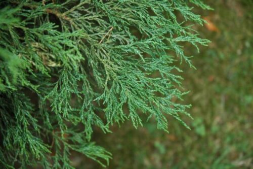 Chamaecyparis l. 'Lycopoides' 20–30 cm - Obrázek 1
