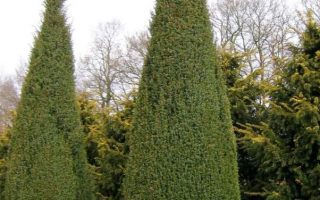 Juniperus comm. 'Arnold' 20–30 cm