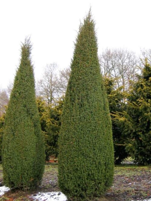 Juniperus comm. 'Arnold' 20–30 cm - Obrázek 1