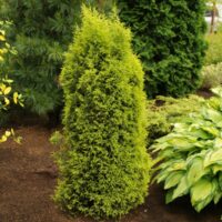 Juniperus comm. 'Gold Cone' 20–30 cm