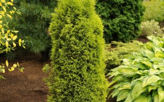 Juniperus comm. 'Gold Cone' 20–30 cm