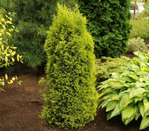 Juniperus comm. 'Gold Cone' 20–30 cm - Obrázek 1