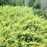 Juniperus conferta 'All Gold' 20–30 cm