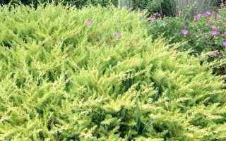 Juniperus conferta 'All Gold' 20–30 cm