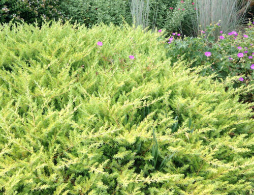 Juniperus conferta 'All Gold' 20–30 cm - Obrázek 1