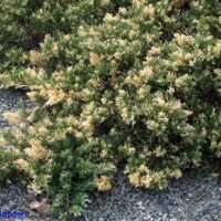 Juniperus dav. 'Exp. Variegata' 20–25 cm