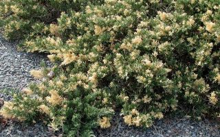 Juniperus dav. 'Exp. Variegata' 20–25 cm