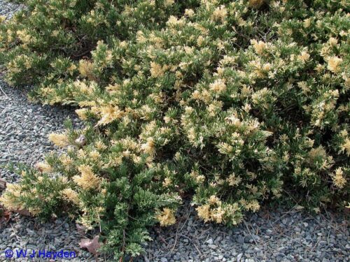Juniperus dav. 'Exp. Variegata' 20–25 cm - Obrázek 1