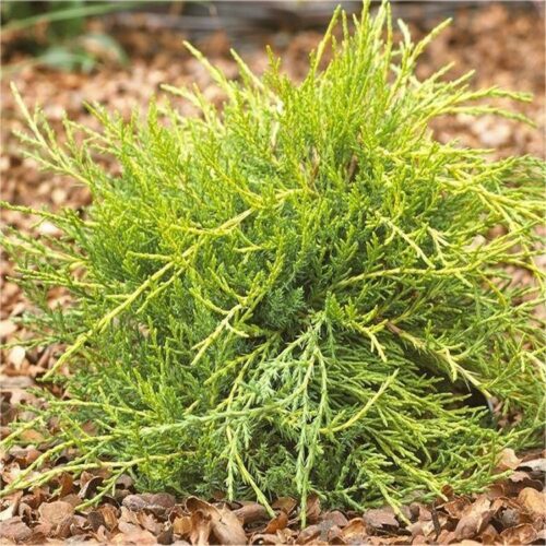Juniperus media 'Gold Coast' 20–30 cm - Obrázek 1
