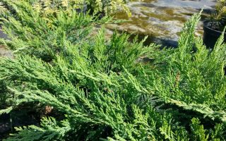 Juniperus sabina 'Tamariscifolia' 20–30 cm