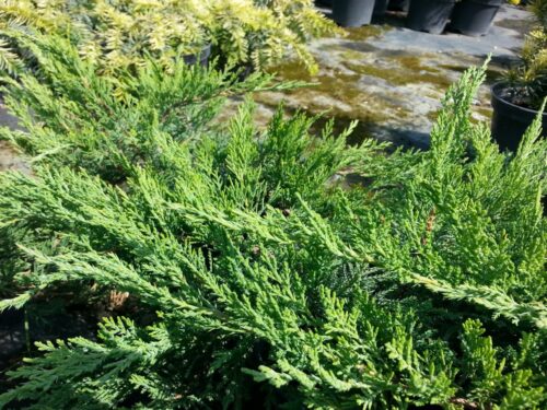 Juniperus sabina 'Tamariscifolia' 20–30 cm - Obrázek 1