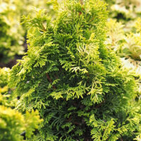 Chamaecyparis obt. 'Meroki Twin' 20–25 cm