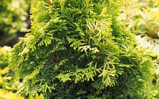 Chamaecyparis obt. 'Meroki Twin' 20–25 cm