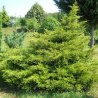 Juniperus chin. 'Kuriwao Gold' 40–60 cm