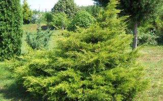 Juniperus chin. 'Kuriwao Gold' 40–60 cm