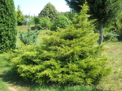 Juniperus chin. 'Kuriwao Gold' 40–60 cm - Obrázek 1