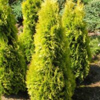 Thuja occidentalis 'Jantar'®