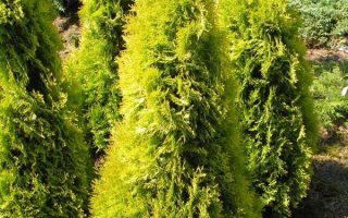 Thuja occidentalis 'Jantar'®