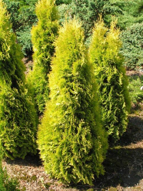 Thuja occidentalis 'Jantar'® - Obrázek 1