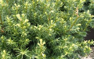 Taxus media 'Densiformis' 20–30 cm