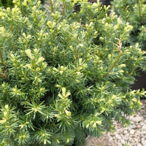 Taxus media 'Densiformis' 20–30 cm - Obrázek 1
