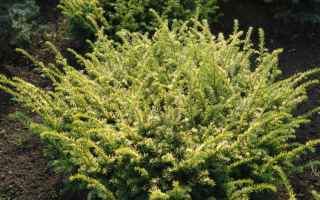 Taxus baccata 'Washingtonii' 20–30 cm