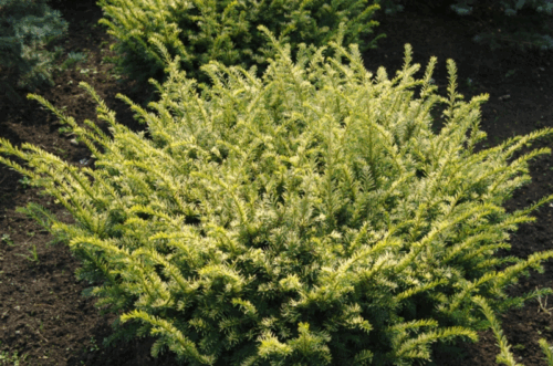 Taxus baccata 'Washingtonii' 20–30 cm - Image 1