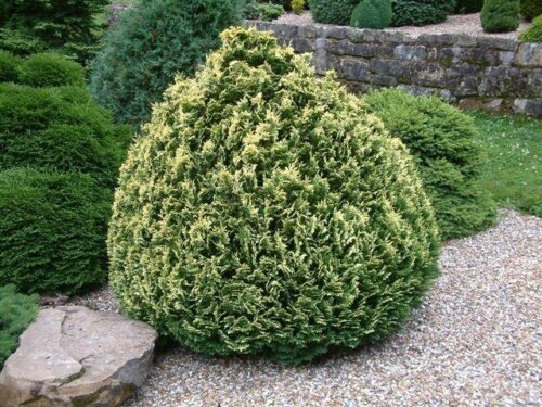 Chamaecyparis obtusa 'Pygmaea' - Image 1