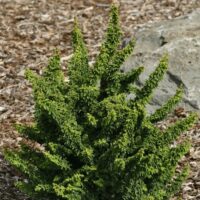 Chamaecyparis obtusa 'Chirimen' 15–20 cm