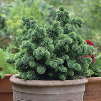 Picea sitchensis 'Midget' 20–30 cm