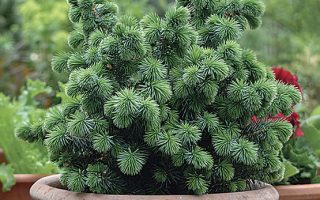 Picea sitchensis 'Midget' 20–30 cm