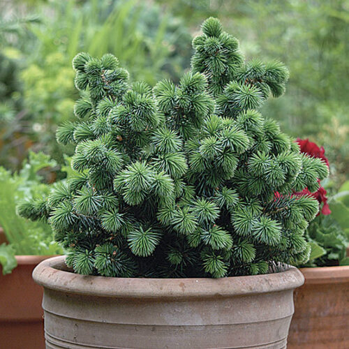 Picea sitchensis 'Midget' 20–30 cm - Obrázek 1