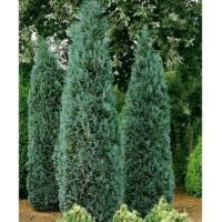 Chamaecyparis lawsoniana 'Columnaris'