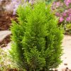 Chamaecyparis l. 'Ellwood's Empire' - Kontejner 1 l
