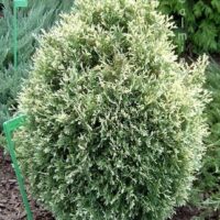 Thuja occidentalis Stolwijk 20–30 K2,5