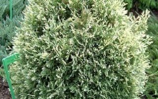 Thuja occidentalis Stolwijk 20–30 K2,5